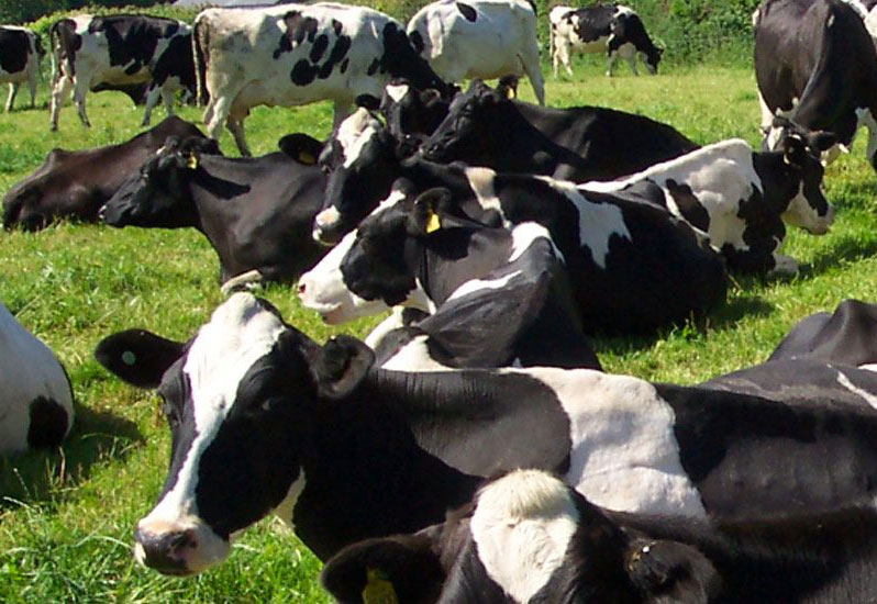 Precision Management of Dairy Cow Bolus Project