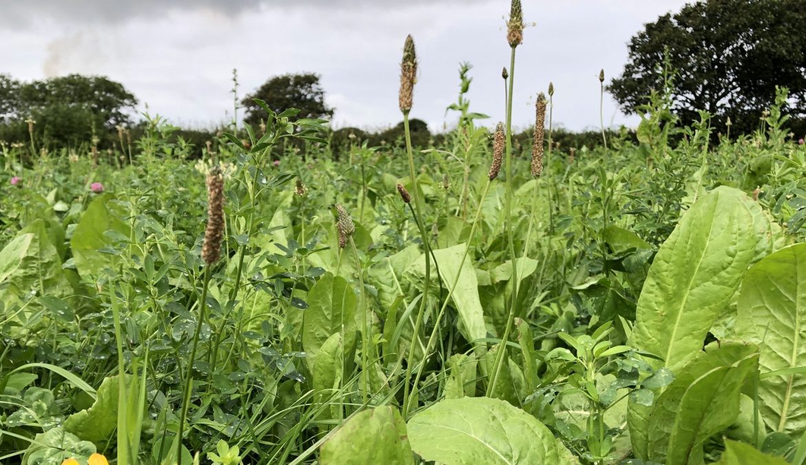 Virtual Field Day: Multispecies Leys