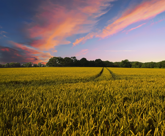 https://www.ruralbusinessschool.org.uk/wp-content/uploads/2026/09/Arable_Farming.png