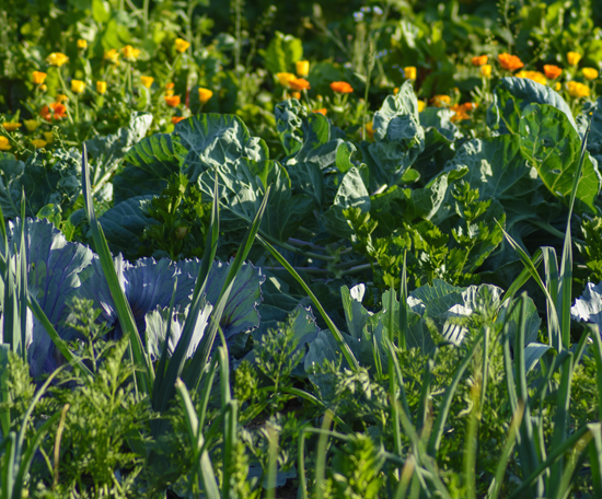 Mixed vegetable crops growing in a market garden, with flowering plants interspersed among the beds.
