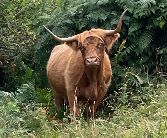 Highland cattle standing among dense vegetation and scrub during conservation grazing