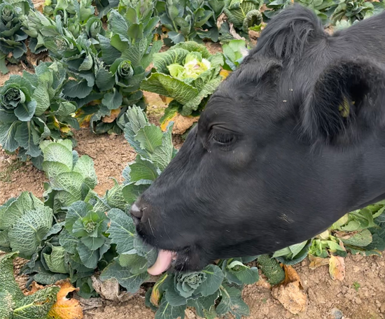 Cow grazing among leafy vegetable crops in a field