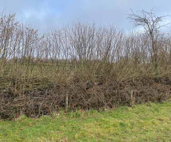 Hedgerow managed by hedge laying, forming a dense boundary between grassland and farmland.