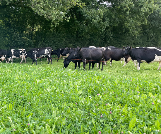 Dairy cows grazing in a field containing a diverse mix of grasses and broadleaf plants.