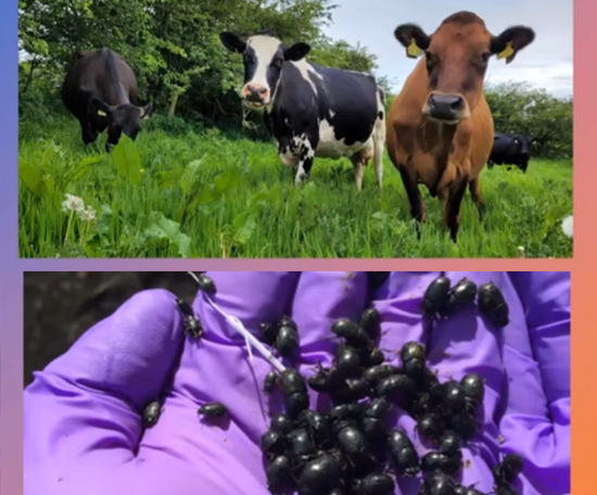  Ecology of Dung Beetles 