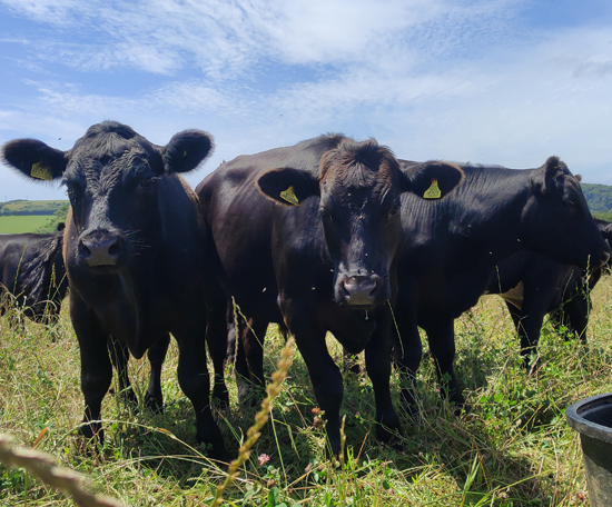 Group of cattle standing in a pasture, viewed at close range among tall grass.