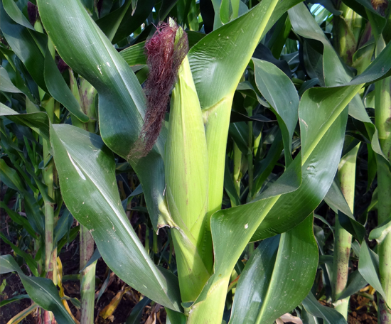  Maize cob growing on the stem of a mature maize plant.