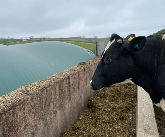 Cow standing beside a covered slurry store on a farm.