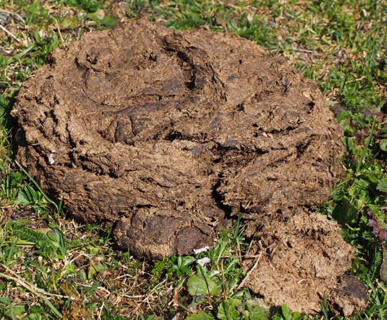 Close-up of a cow dung pat resting on grassland vegetation.