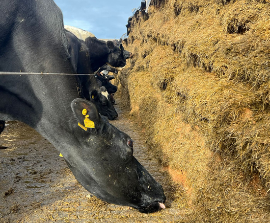 Cows feeding from a silage clamp, with a row of cattle eating along the face of stored forage.