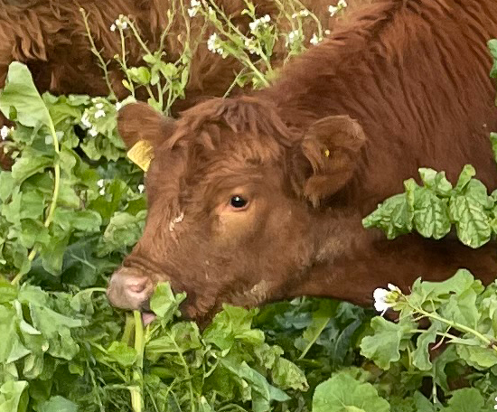 Close-up of a cow eating leafy forage crops in a field