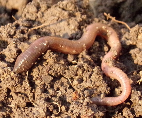 Close-up of an earthworm on bare soil.