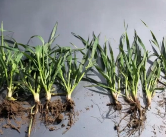  Farm Net Zero Plant Pathology Webinar with Mike Harrington 