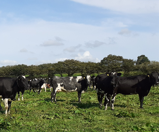 Group of dairy cows standing and grazing in a field of leafy forage.
