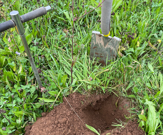 Soil sampling pit in a grass field, with a spade and soil auger positioned beside the excavation.