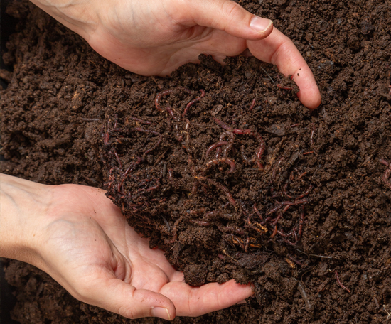 Two hands in worm filled compost