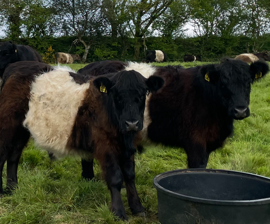 Belted cattle standing in a grassy pasture beside a water trough, with more cattle grazing in the background.
