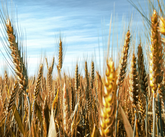  Close-up of ripening wheat ears growing in a field beneath a blue sky. 