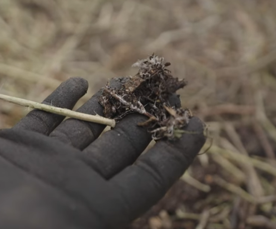  Can composting kill weeds and save carbon? 