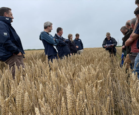 Group of farmers standing in a wheat field during an outdoor crop demonstration.