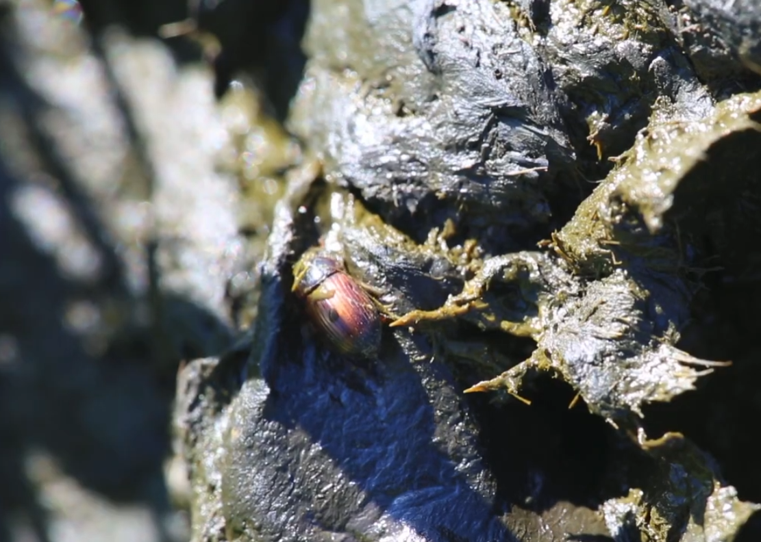 The Incredible Role of Dung Beetles on Livestock Farms 