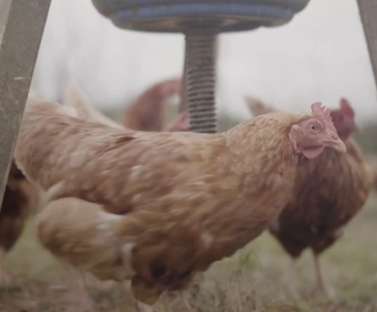  Taster for 5 short videos showcasing FNZ farms in Cornwall 
