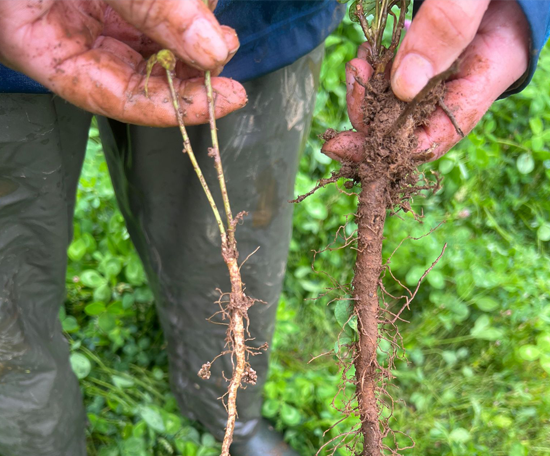 Hands holding two plants with exposed roots, showing a comparison of root development.