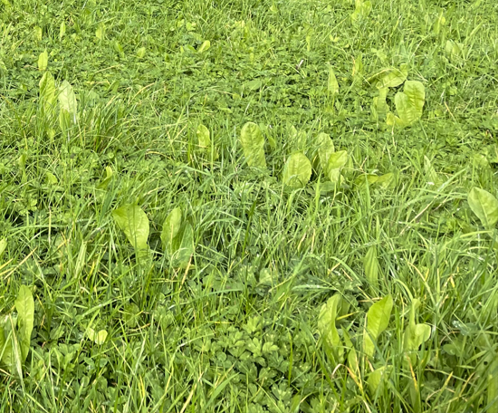 Herbal ley containing a mix of grasses and broadleaf forage plants. 
