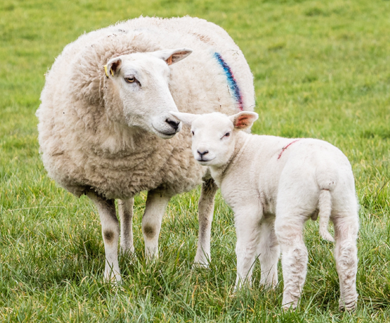  Ewe and lamb standing together in a grass field. 