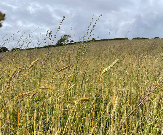  Tall grasses and cereal plants growing together in a field beneath a cloudy sky.
